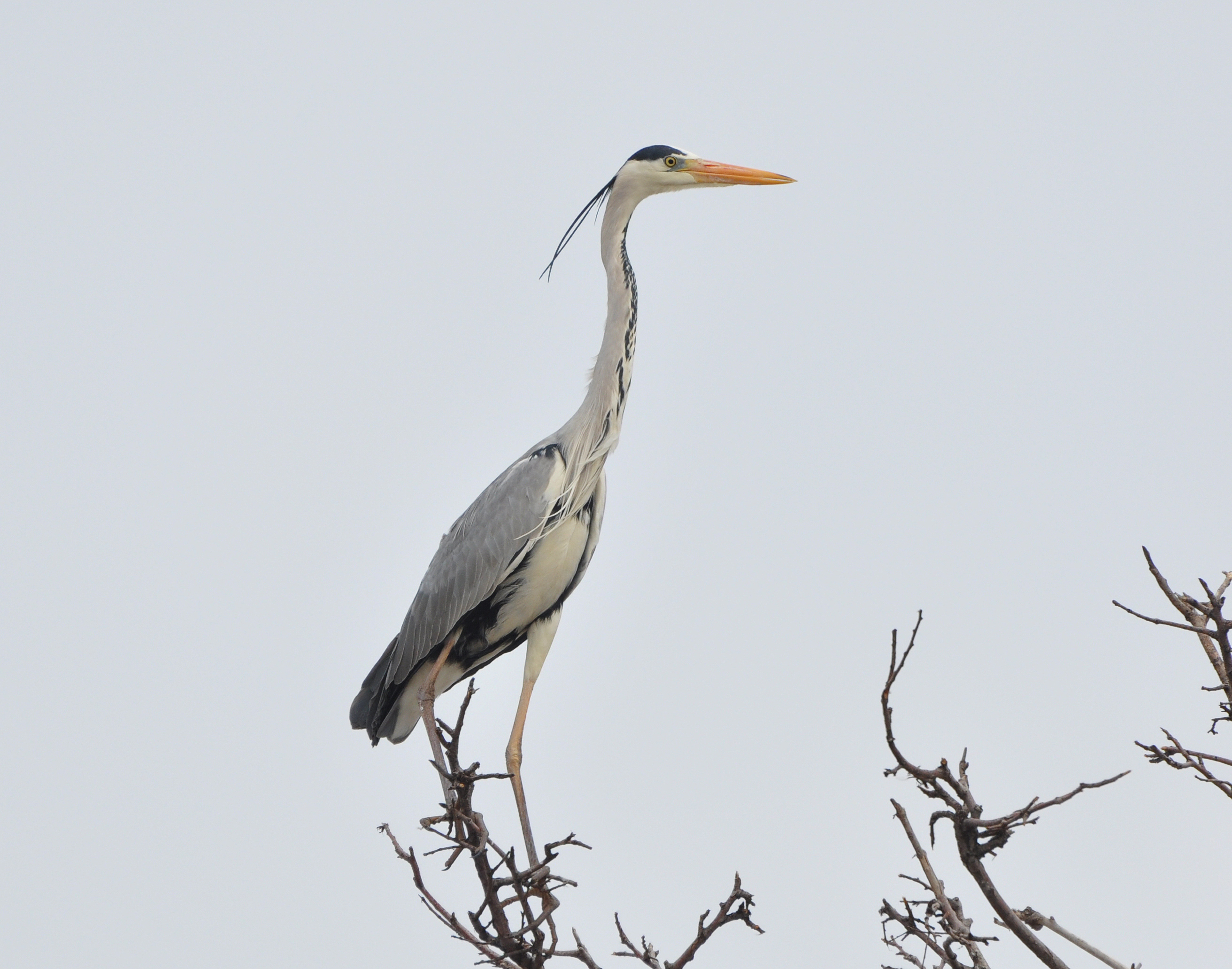 Sim Maiakiv - Grey Heron